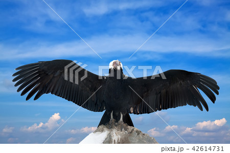 Andean condor Andean condor 42614731