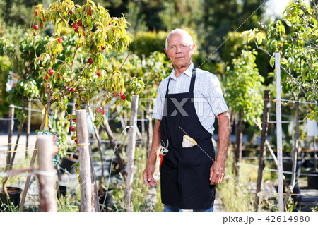 Elderly gardener outdoors Elderly gardener outdoors 42614980