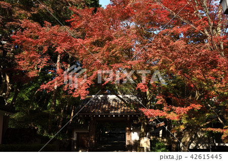 西教寺より 42615445