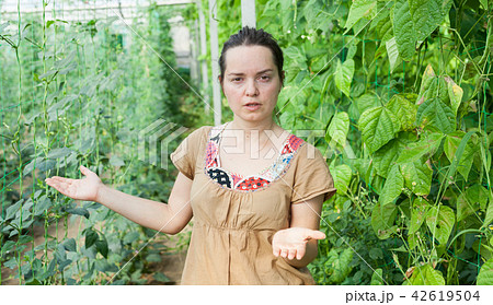 Serious female horticulturist standing near pea and soy seedlings Serious female horticulturist standing near pea and soy seedlings 42619504