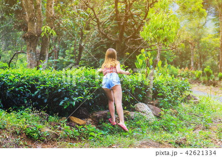 girl collects tea leaves on tea plantation 42621334