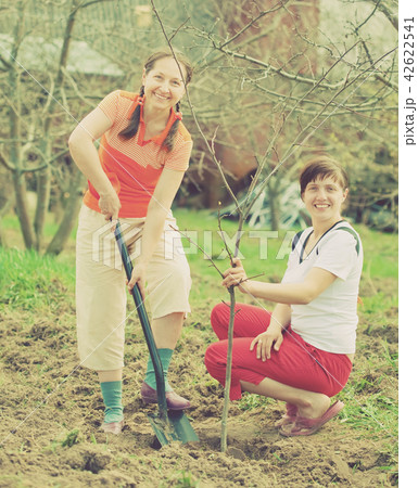 Female gardeners planting tree Female gardeners planting tree 42622541