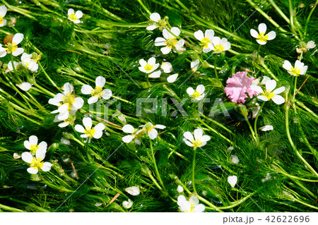 梅花藻(バイカモ) 梅花藻(バイカモ) 42622696