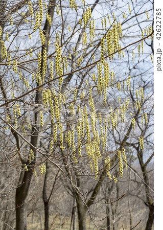 キブシ キブシ 42622785