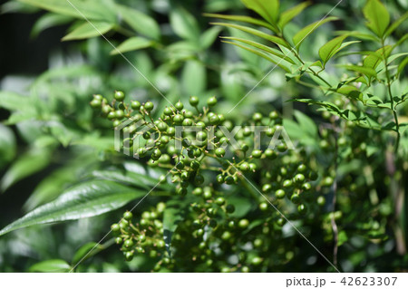 未熟な南天の実 42623307