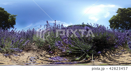 ラベンダー畑(360°VR素材) ラベンダー畑(360°VR素材) 42623457