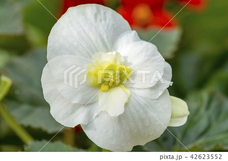 ベゴニア 42623552