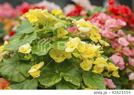 ベゴニア 42623554