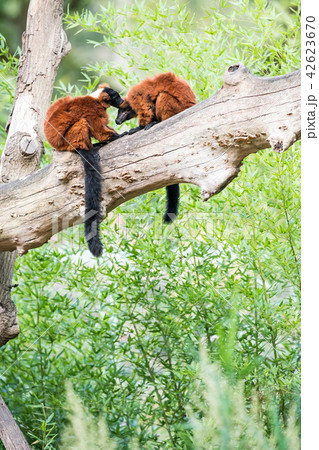 two Red ruffed lemur 42623670