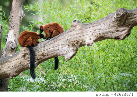 two Red ruffed lemur 42623671