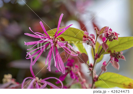 ベニバナトキワマンサク ベニバナトキワマンサク 42624475