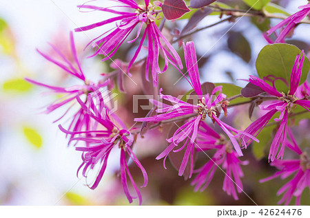 ベニバナトキワマンサク 42624476