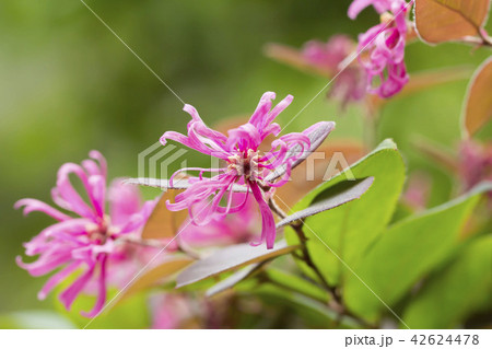 ベニバナトキワマンサク 42624478