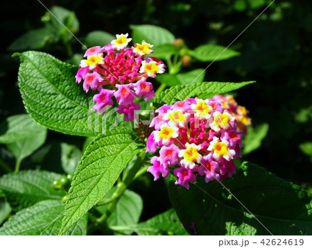 ランタナの花 42624619