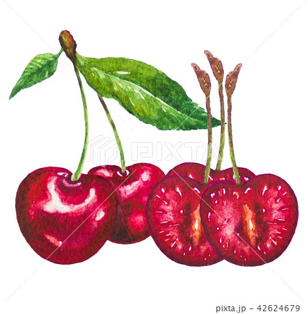 Cherry fruits painting.Painted with watercolor.	 Cherry fruits painting.Painted with watercolor.	 42624679