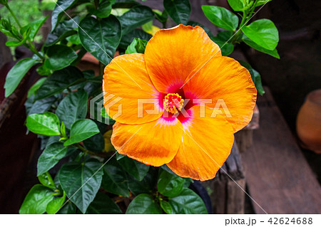 Orange hibiscus flower is blooming. 42624688