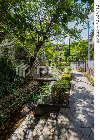 国分寺市 お鷹の道の風景 42624712