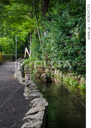 国分寺市 お鷹の道の風景 42624723