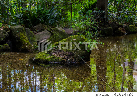 国分寺市 お鷹の道 真姿の池 42624730