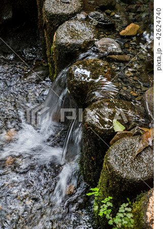 国分寺市 お鷹の道 真姿の池湧水郡 国分寺市 お鷹の道 真姿の池湧水郡 42624740