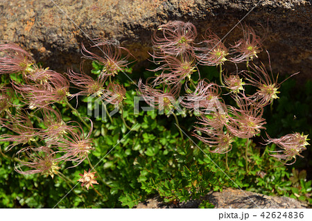 チングルマの綿毛 42624836