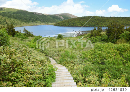姥ヶ原登山道から鎌沼 42624839