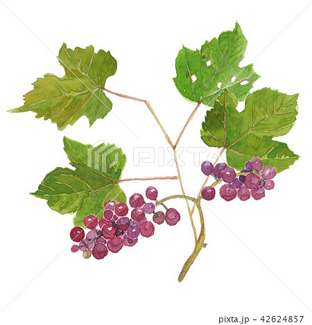 ブドウ デラウェア Vitis Labrusca Delaware のイラスト素材