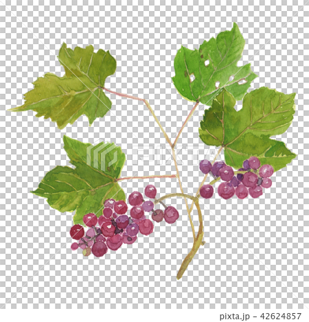 Grape Delaware Vitis labrusca 'Delaware' Grape Delaware Vitis labrusca 'Delaware' 42624857
