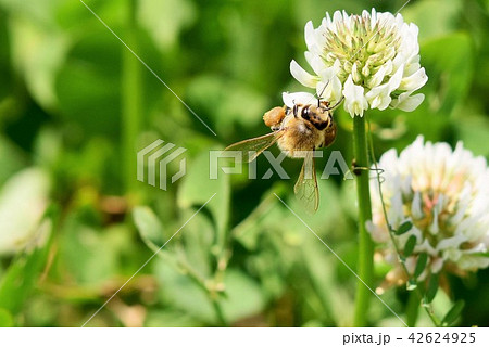 ミツバチとクローバーの花　シロツメクサの花とミツバチ　高尾野町　出水市　鹿児島県 42624925