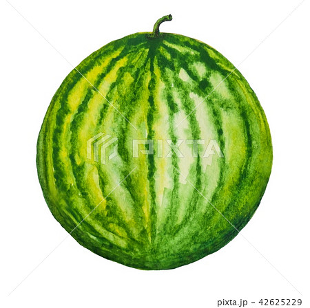 Watermelon fruit painting.Painted with watercolor. 42625229