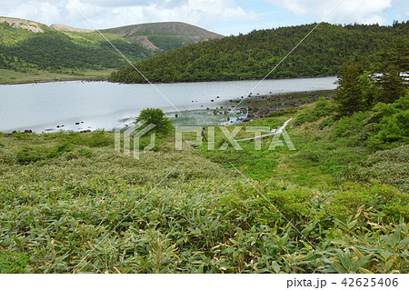 鎌沼の木道 42625406