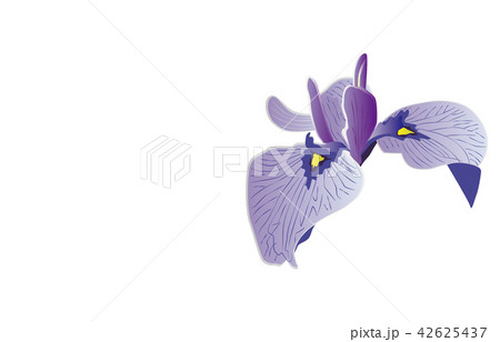 都道府県の花シンプル三重ハナショウブ 都道府県の花シンプル三重ハナショウブ 42625437