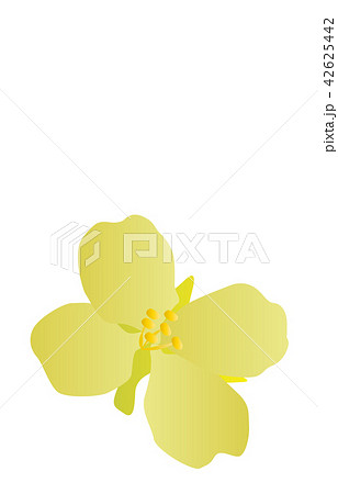 都道府県の花シンプル千葉ナノハナ 都道府県の花シンプル千葉ナノハナ 42625442