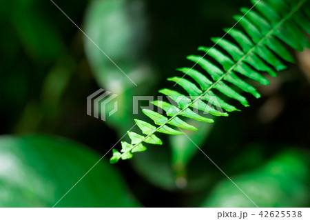 Leaf of fern. Defocused botany backdrop Leaf of fern. Defocused botany backdrop 42625538