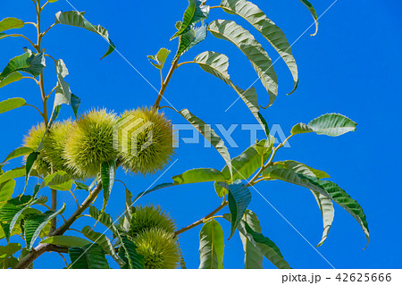 夏の栗の木　青いイガグリ 42625666