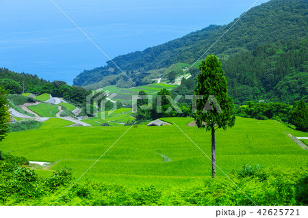 夏の岩首昇竜棚田 42625721