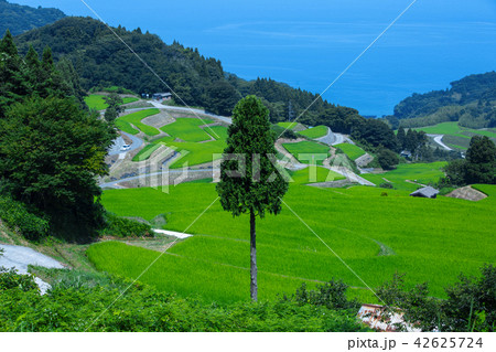 夏の岩首昇竜棚田 42625724
