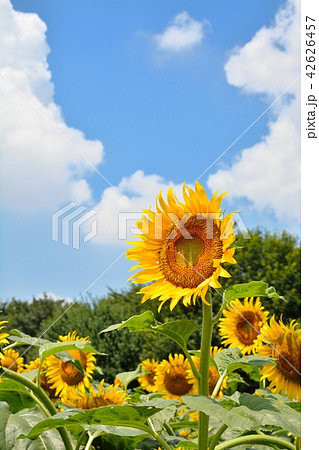 満開のヒマワリと青空（N） 42626457