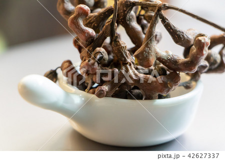 ホトゲ木 実 生 42627337