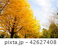 イチョウ⑤ 42627408