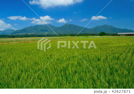 夏の蒜山高原(茅部野展望休憩所) 42627871