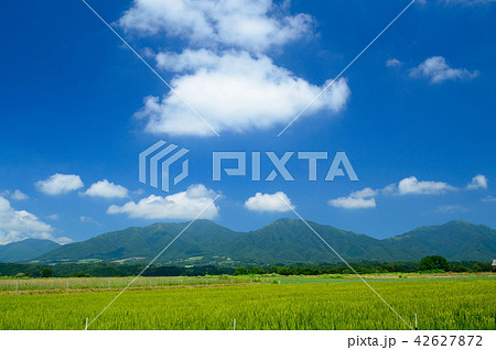 夏の蒜山高原(茅部野展望休憩所) 42627872