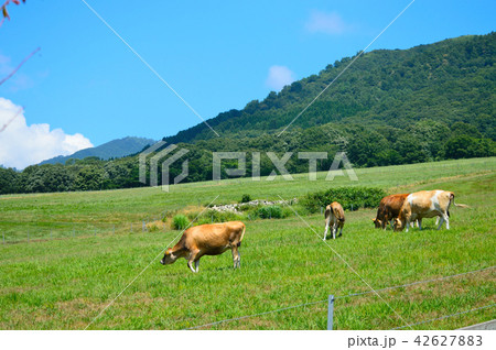 蒜山高原　ジャージー牛 42627883