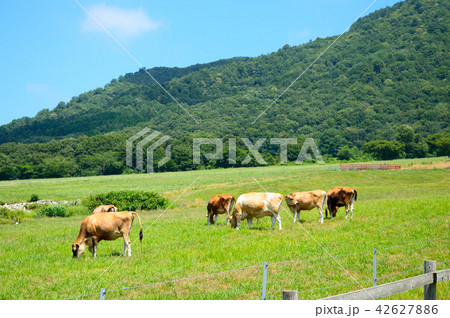 蒜山高原　ジャージー牛 42627886