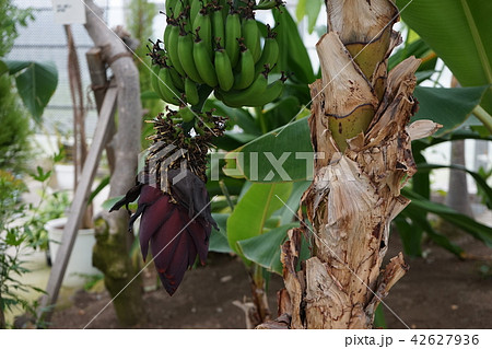 青森の旅夜越山森林公園 42627936