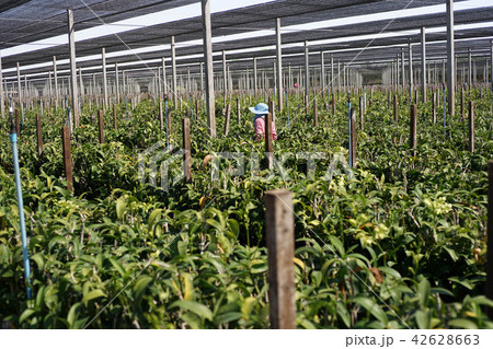 Plantation of orchid farm Plantation of orchid farm 42628663