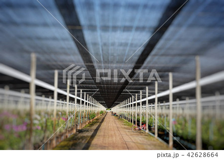 Plantation of orchid farm 42628664
