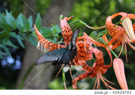 オニユリの花の蜜を吸うカラスアゲハ オニユリの花の蜜を吸うカラスアゲハ 42628702