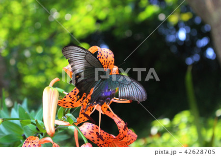 オニユリの花の蜜を吸うカラスアゲハ 42628705