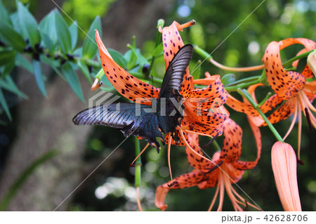 オニユリの花の蜜を吸うカラスアゲハ オニユリの花の蜜を吸うカラスアゲハ 42628706